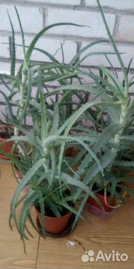 Алоэ лечебное