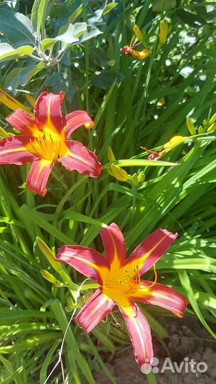 Лилейники и лилии