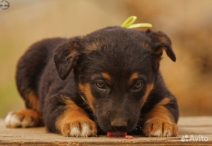 Чудесные щенки в добрые руки