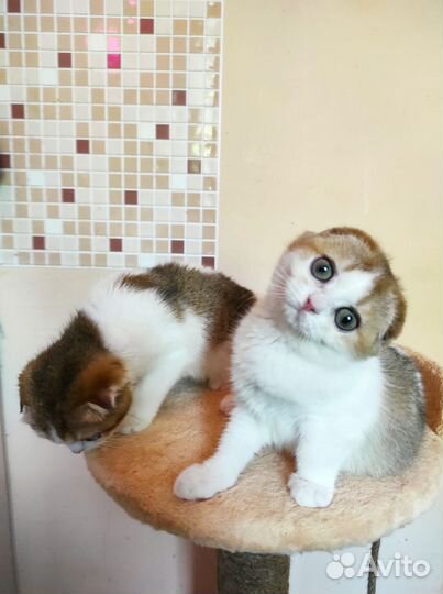 Элитные девочки, окрас: золотой биколор (ny 25 03)