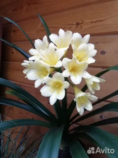 Кливия желтая