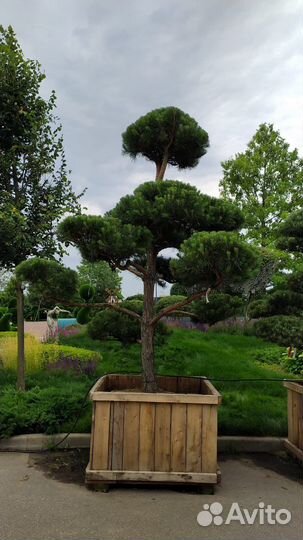 Бонсай сосна (ниваки) 3-3,5метра