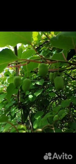 Саженцы актинидия 