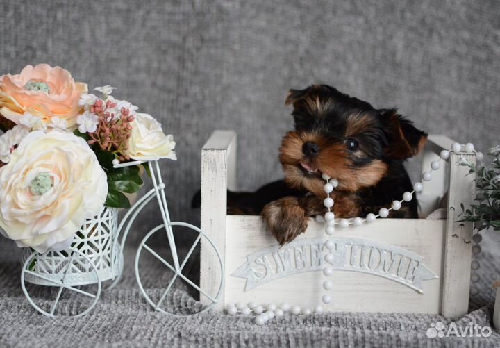 Йоркширский терьер щенки