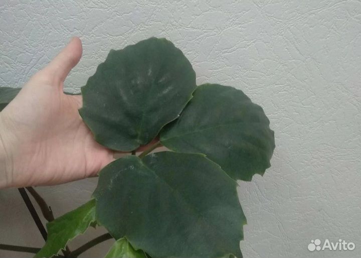 Комнатные цветы. Тетрастигма Вуанье