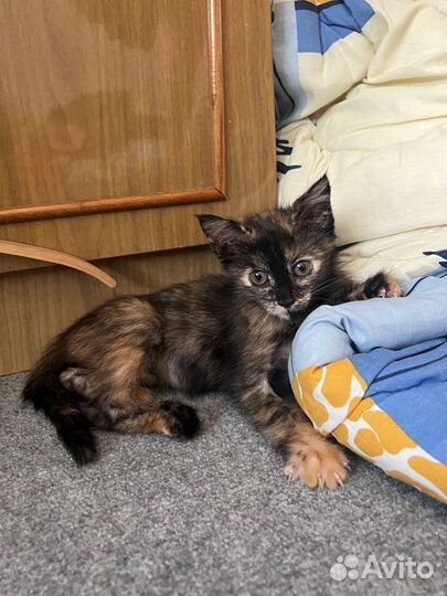 Котенок ищет дом