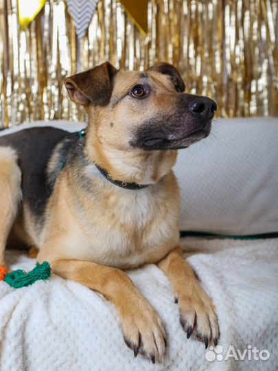 Арнольду нужен дом, отдам бесплатно