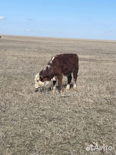 Бычки телки герефорд обмен