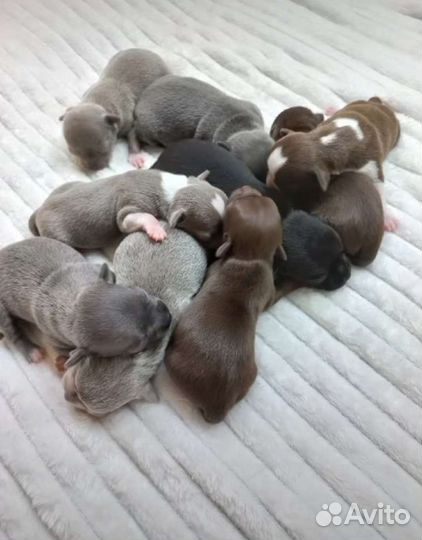 Мини Чихуахуа вязка и щенки