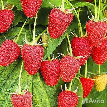 Саженцы ремонтантной малины