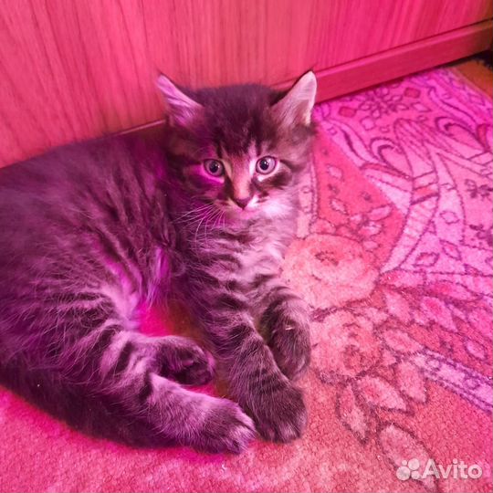 Котята отдам бесплатно