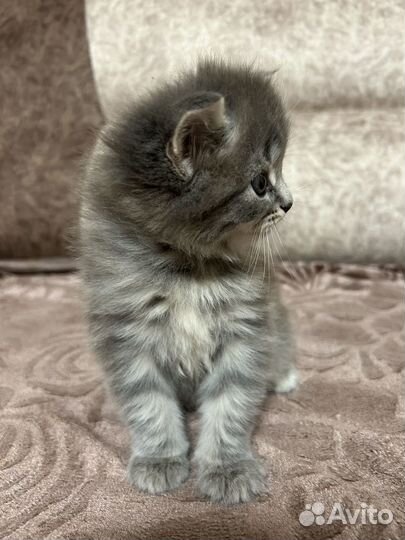 Котята в добрые руки приучены к лотку