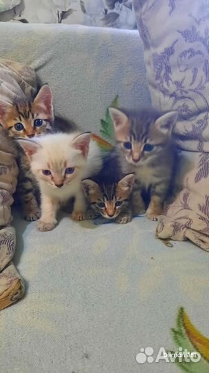 Котята в добрые руки