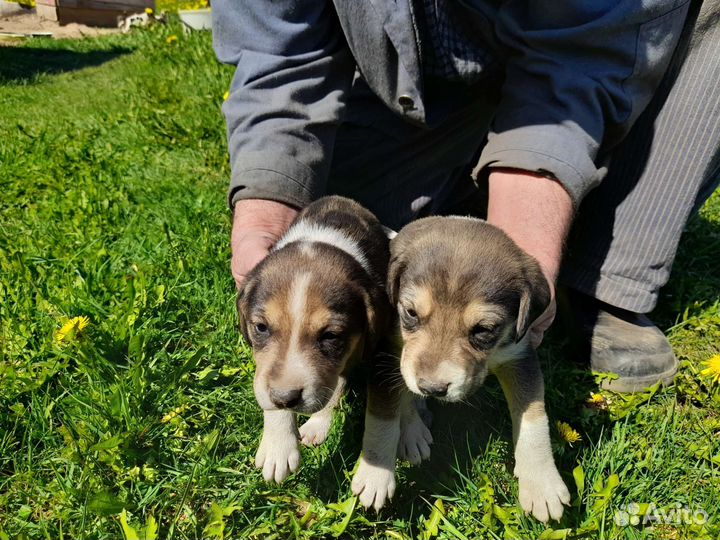 Щенки от русской гончей. Цена договорная