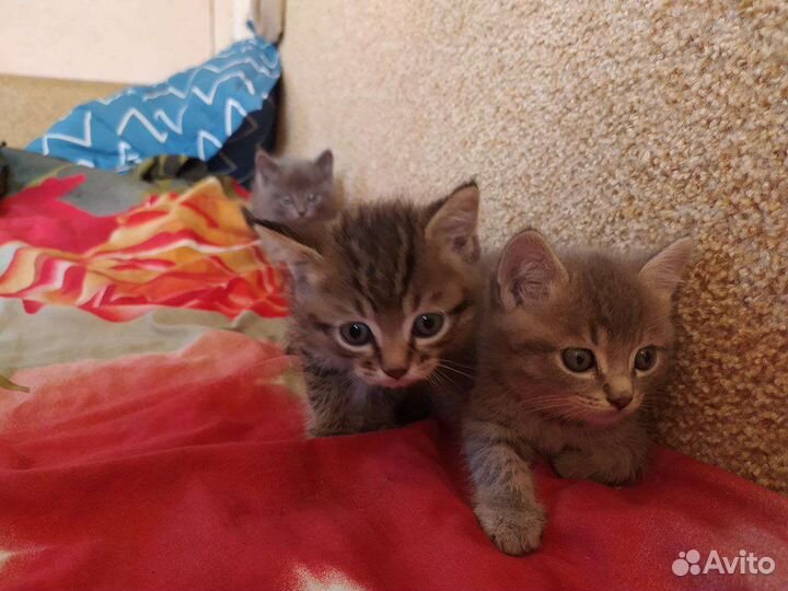 Отдам котят в добрые руки