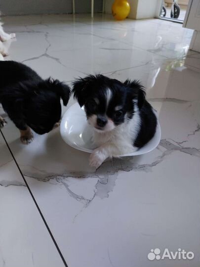 Чихуахуа малышка