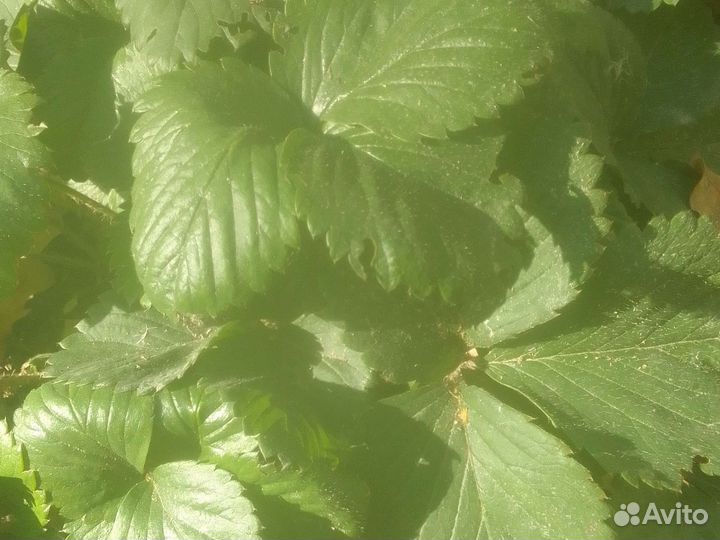 Рассада клубники Ирма