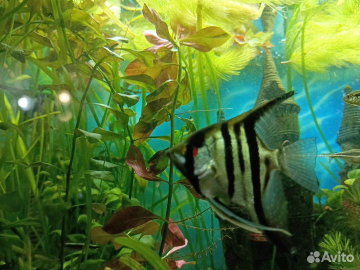 Украшение для аквариума