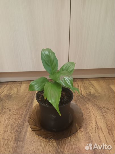 Спатифиллум