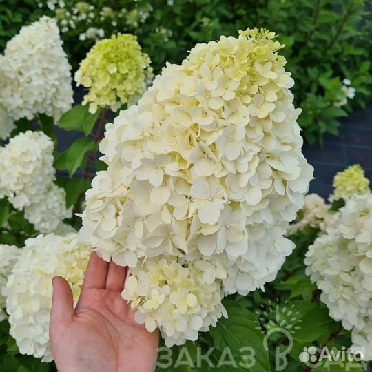 Гортензия метельчатая Полар Бир