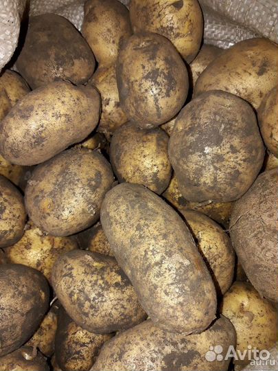 Продам картофель
