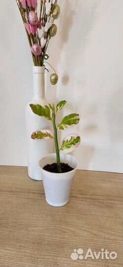 Педилантус