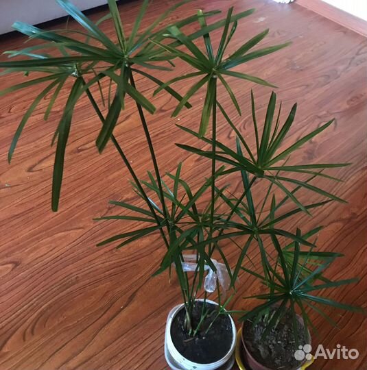 Циперус папирус