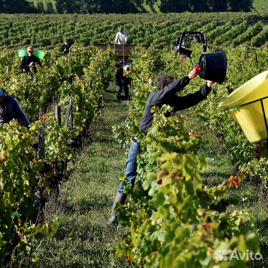 Требуются рабочие на сбор урожая