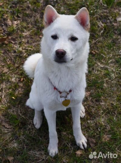 Девочка Кисю-ину