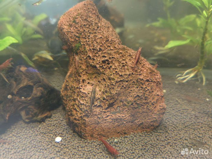 Мелании улитки