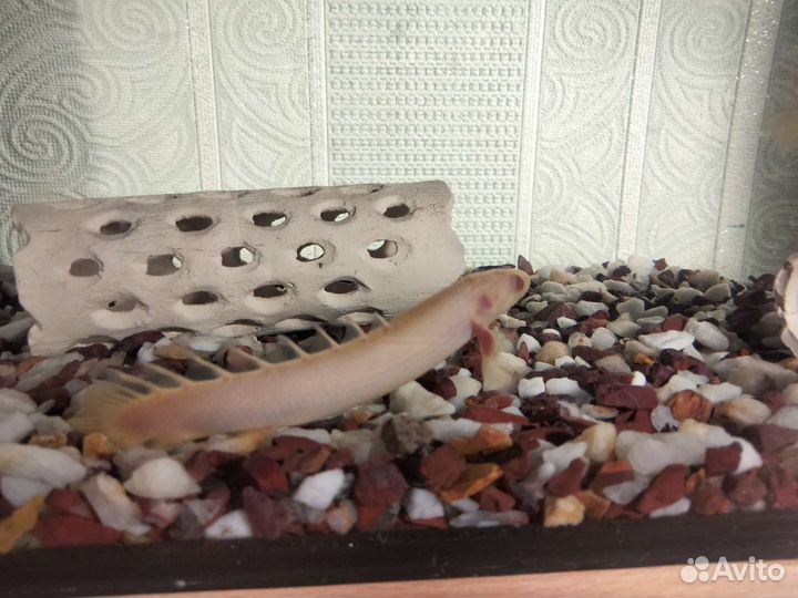 Полиптерус