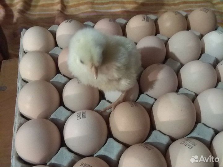 Цып курочки круглогодично
