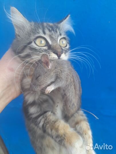 Котята метисы куна и британской в добрые руки