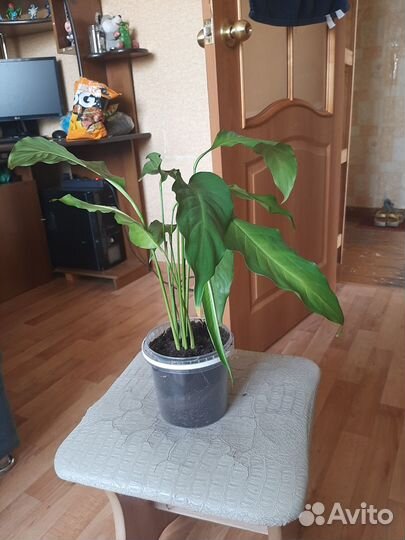 Продаю Спатифиллум