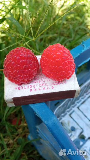 Саженцы малина палана