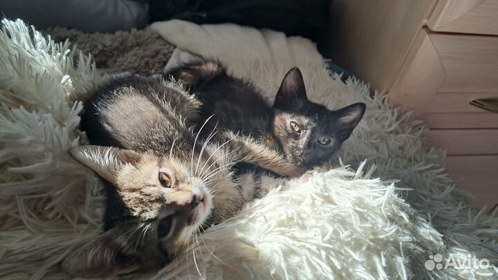 Кошка в дар