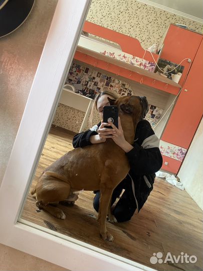 Передержка собак