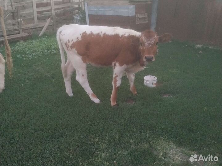 Корова с теленком