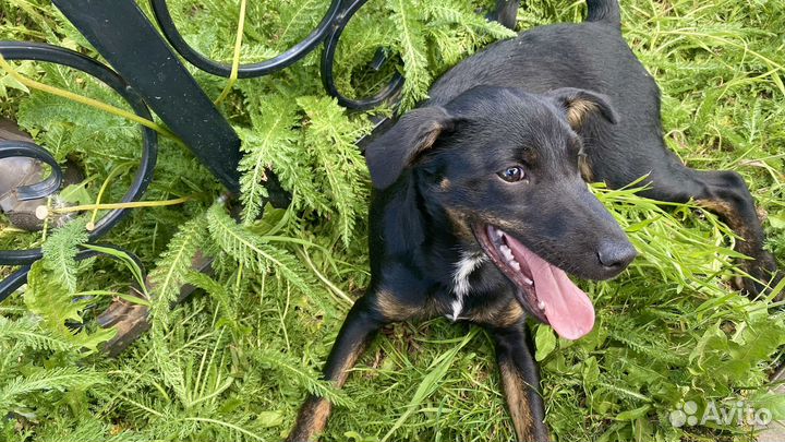 Мини доберман