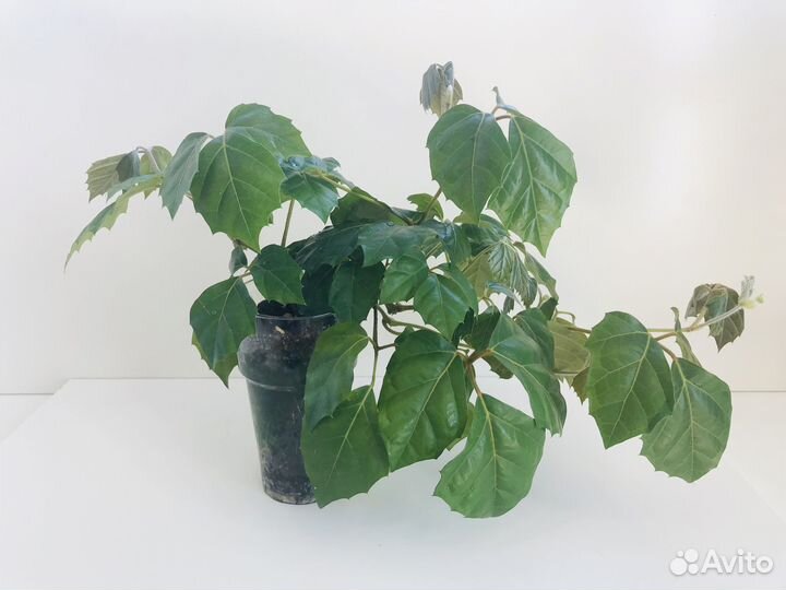 Комнатные цветы березка