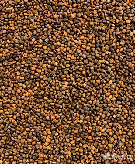 Семена элитные Рукколы (Индау) дикая узколистная