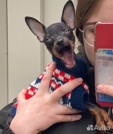 Домашние животные собаки маленькие вязка