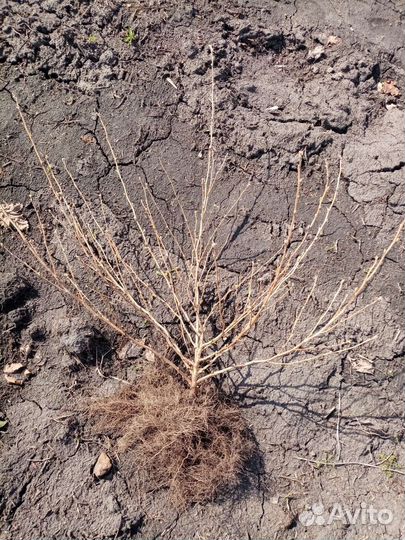 Пузыреплодник лютеус