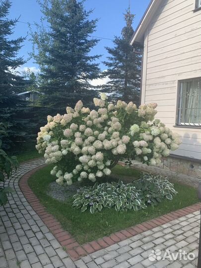 Услуги садовника