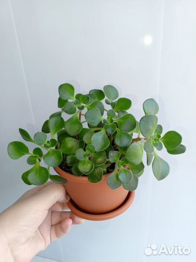 Аихризон (Дерево любви)