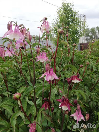 Многолетники для сада, цветы