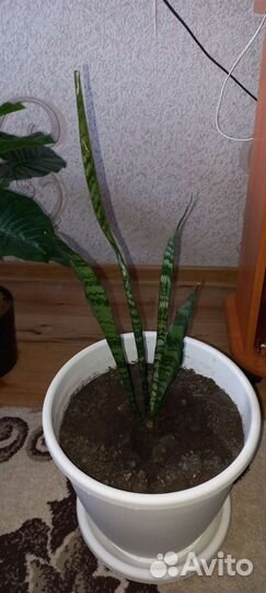 Сансевиерия щучий хвост