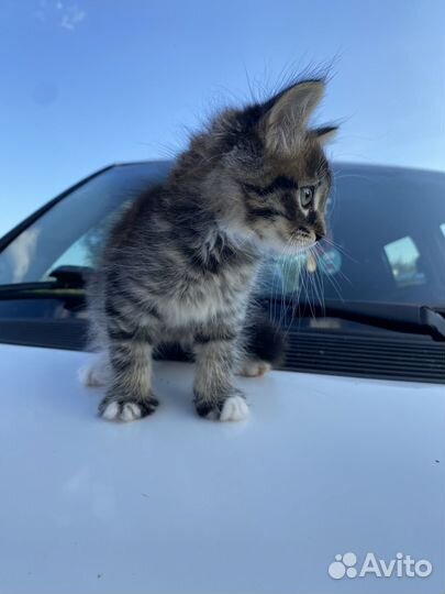Котята мальчики