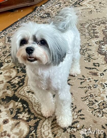 Щенки мальтийской болонки