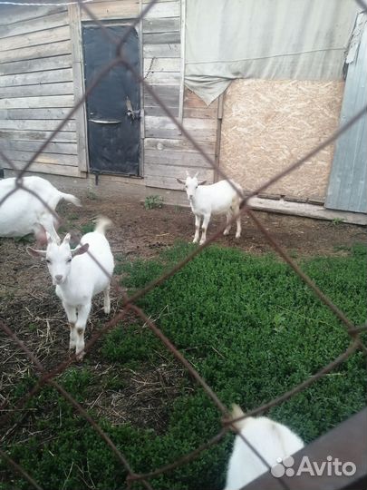 Козлята